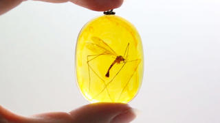 Lovely, Creepy Necklaces Made from Insects Caught in Amber